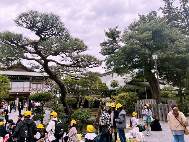 鶴岡八幡宮｜鎌倉最具代表性的神社散步路線 ⛩️🍁