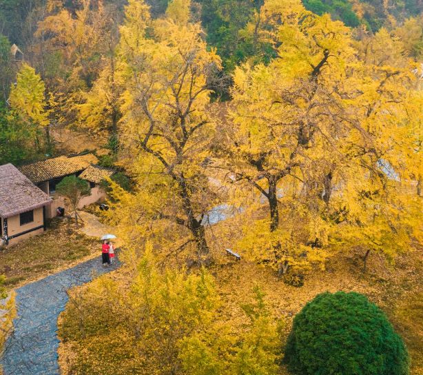 歡迎來千年銀杏谷文化來旅遊