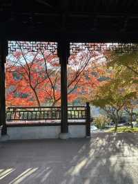 南京真的不顧人死活落羽杉比梧桐還要美