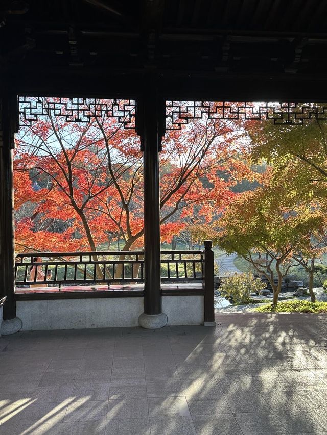 南京真的不顧人死活落羽杉比梧桐還要美