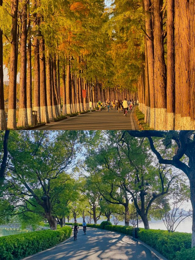 武漢東湖騎行封神!20km秋景路線,每一幀都美到窒息 武漢東湖騎行封神!20km秋景路線,每一幀都美到窒息