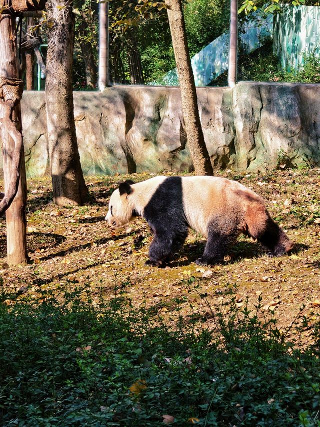 南京動物們的伊甸園——紫清湖野生動物世界