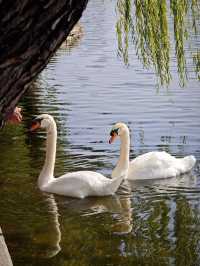 這個秋天一定要嚟莫愁湖！