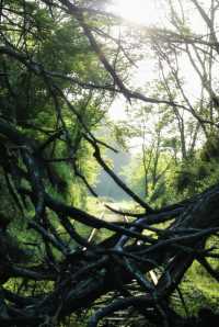 貴陽小眾拍照聖地！廢棄軌道隨手拍出大片感