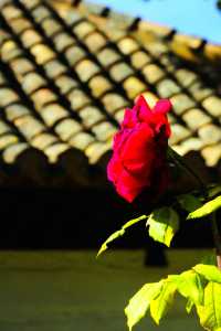 格拉納達的秘境:阿爾罕布拉宮的水與光