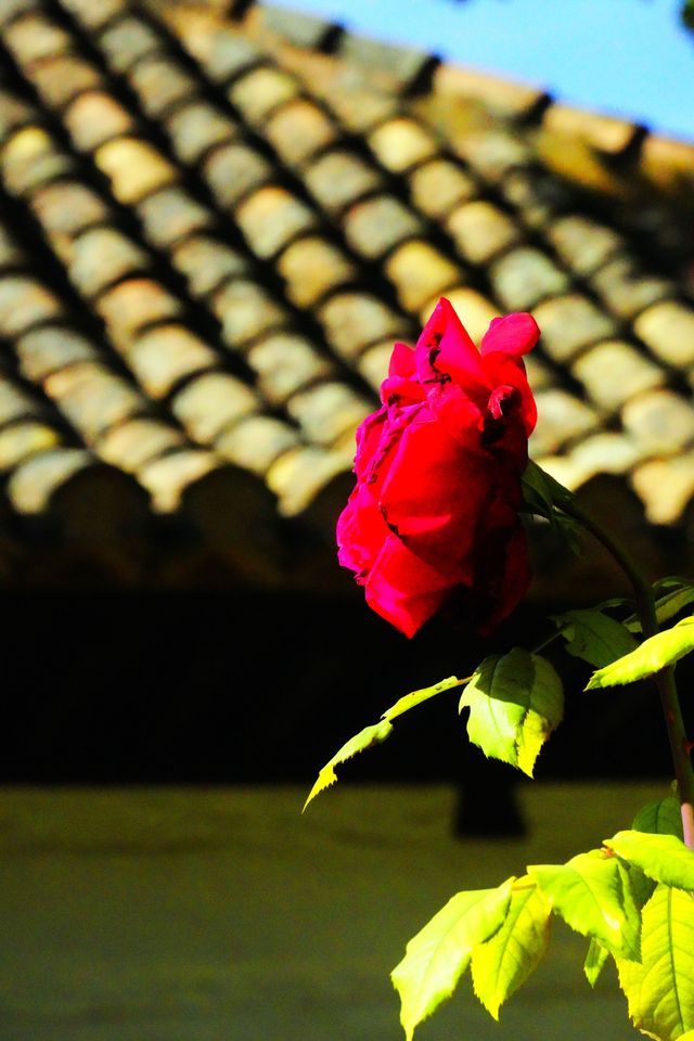 格拉納達的秘境:阿爾罕布拉宮的水與光 格拉納達的秘境:阿爾罕布拉宮的水與光