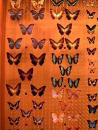 Самый красивый Шанхайский музей природы 🦖🇨🇳