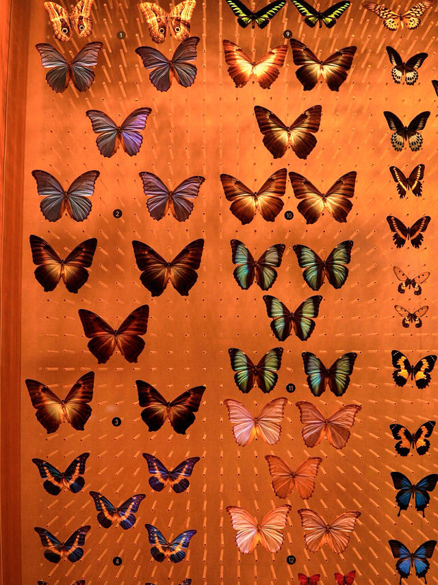 Самый красивый Шанхайский музей природы 🦖🇨🇳