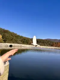 南昌周邊|九江雲居山的千年銀杏 滿樹金黃