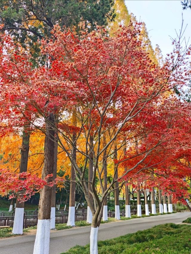 坐著11號線去看秋(上海周邊遊) 坐著11號線去看秋(上海周邊遊)