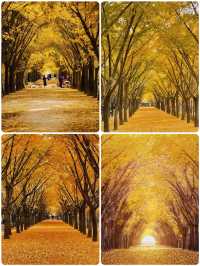 我終於理解了,為什麼這裡被稱為「中國第一銀杏村」