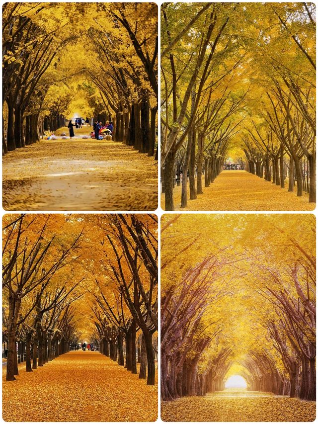 我終於理解了,為什麼這裡被稱為「中國第一銀杏村」 我終於理解了,為什麼這裡被稱為「中國第一銀杏村」