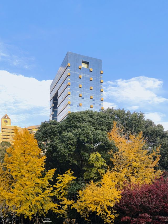 秋日限定!徐家匯公園紅葉暴擊市中心的調色盤炸裂了! 秋日限定!徐家匯公園紅葉暴擊市中心的調色盤炸裂了!