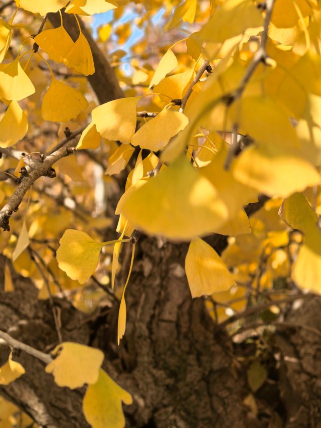 申城賞秋正當時 申城賞秋正當時