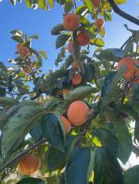 偷偷告訴你！恭城紅巖村的柿子季也太出片了吧