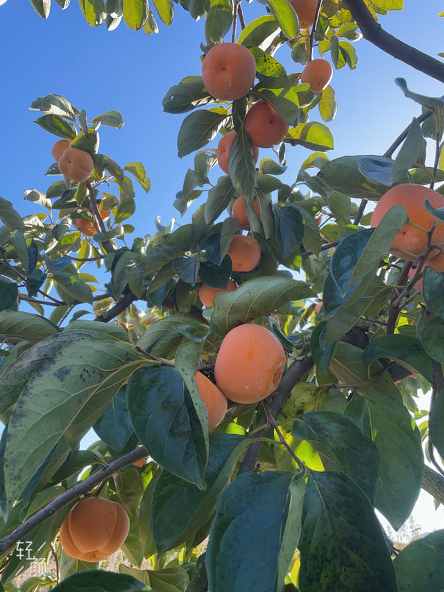 偷偷告訴你！恭城紅巖村的柿子季也太出片了吧