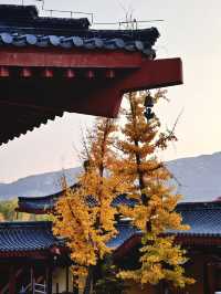 金秋寺廟C位出道保定這個小眾古寺的銀杏美哭了