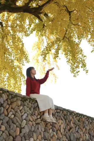 The Yongan Ginkgo King exceeds the camera frame!!!