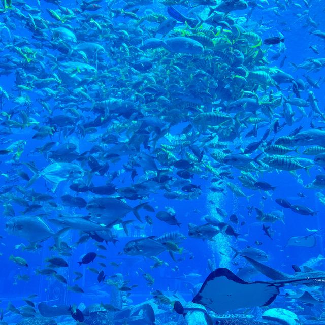 三亞亞特蘭蒂斯必玩!水族館+水世界雙體驗,錯過等於白來 三亞亞特蘭蒂斯必玩!水族館+水世界雙體驗,錯過等於白來