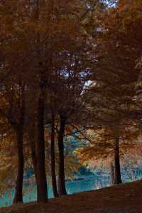 上海的秋天｜藏在康橋的「大興安嶺」小眾秘境！