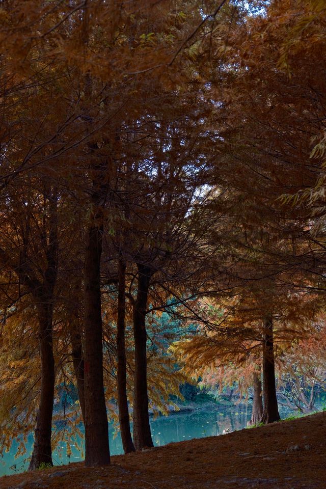 上海的秋天｜藏在康橋的「大興安嶺」小眾秘境！