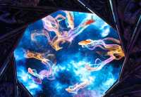 電影控必打卡！《捕風追影》澳門取景地·永利皇宮黃金發財樹攻略