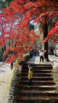 12.1號實況，青島崂山太清宮殺瘋了！