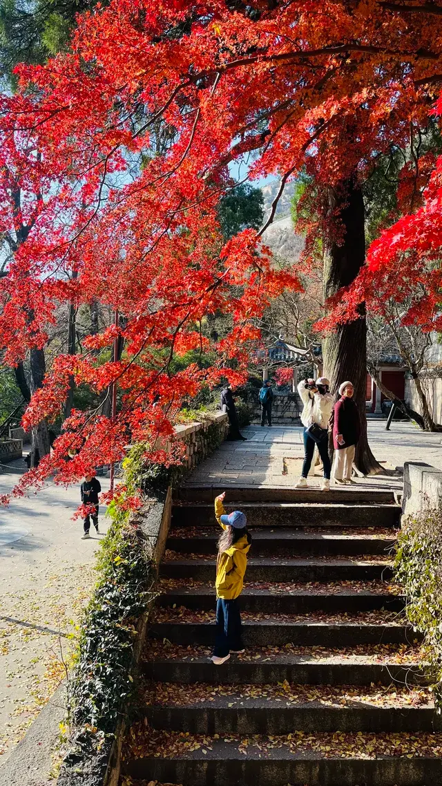 12.1號實況，青島崂山太清宮殺瘋了！