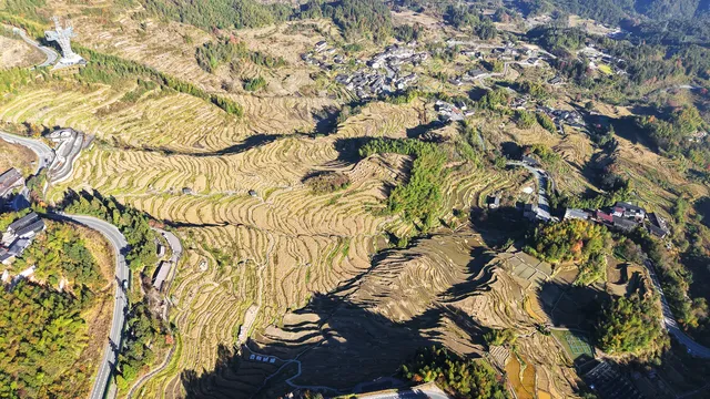 雲和梯田截止1129稻穀收割進度,附遊玩攻略 雲和梯田截止1129稻穀收割進度,附遊玩攻略