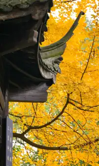 不是蘇州園林，是成都易園