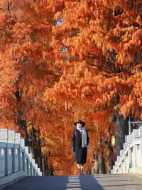 接下來的武漢，一定別錯過處絕美紅杉林