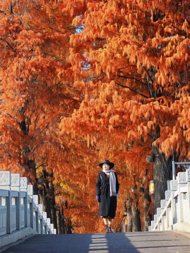 接下來的武漢，一定別錯過處絕美紅杉林