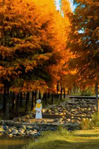 接下來的武漢，一定別錯過處絕美紅杉林