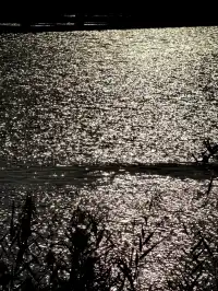 泉州北濱江公園的花樹火了~