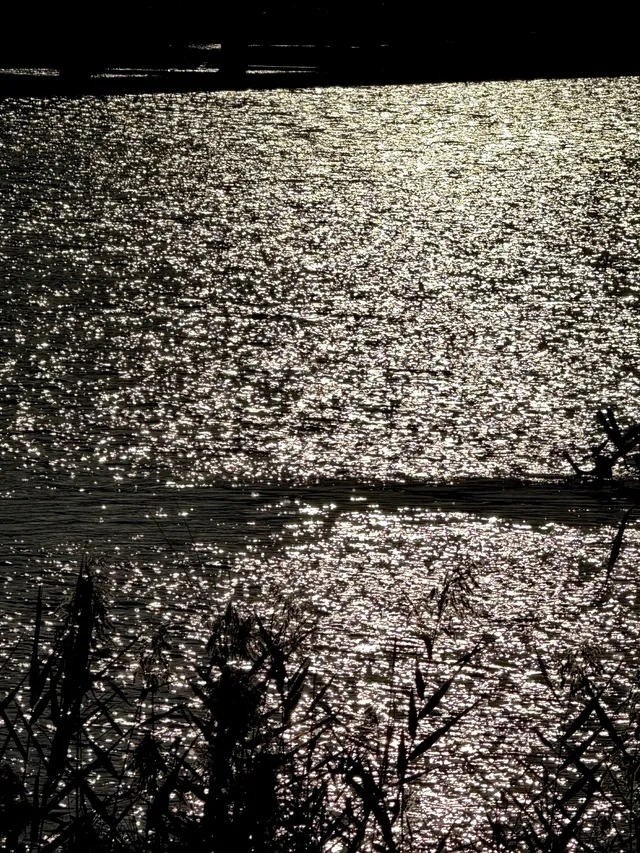 泉州北濱江公園的花樹火了~ 泉州北濱江公園的花樹火了~