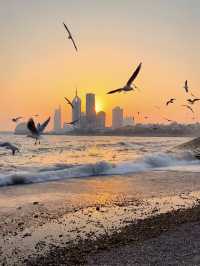 青島棧橋拍海鷗大片