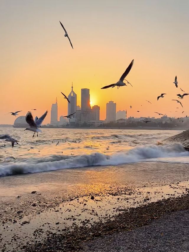 青島棧橋拍海鷗大片 青島棧橋拍海鷗大片