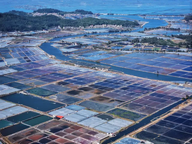 漳州東山島西港鹽田 漳州東山島西港鹽田