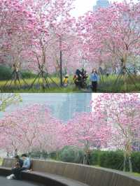 12.11拍|深圳紫花風鈴木開滿啦