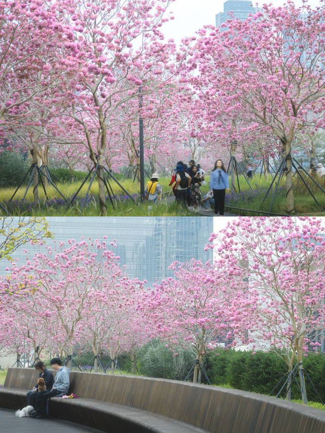 12.11拍|深圳紫花風鈴木開滿啦 12.11拍|深圳紫花風鈴木開滿啦