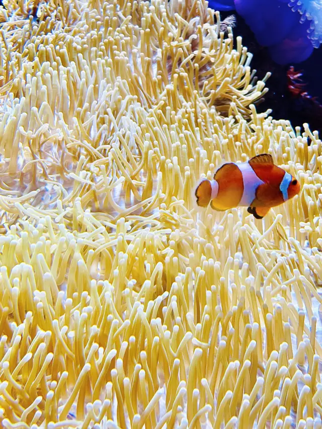 A healing trip you won't get tired of 🪼