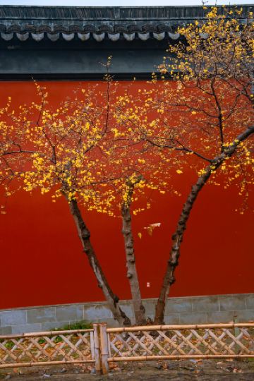 蘇州黎里古鎮昭霊観の「紅壁蝋梅」は見頃を迎え、観光客が絶えません