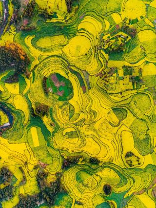 드론으로 촬영한 황금빛 계단식 논의 가장 아름다운 시각