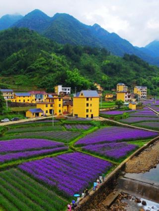 북적이는 인파에서 벗어나세요! 장시성 류컹 고촌은 봄에는 유채꽃으로 둘러싸인 천년 역사의 숨겨진 보석 같은 곳으로, 상업화의 흔적은 전혀 찾아볼 수 없습니다.