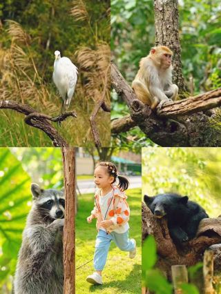 푸얼 태양하 숲공원 1일 투어｜꿀팁 가이드