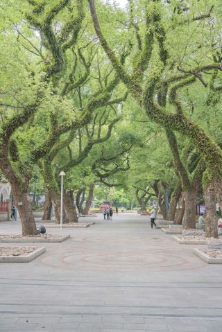緑の林の静かな小道ハイキングガイド、佛山中山公園のロマンチックな風景
