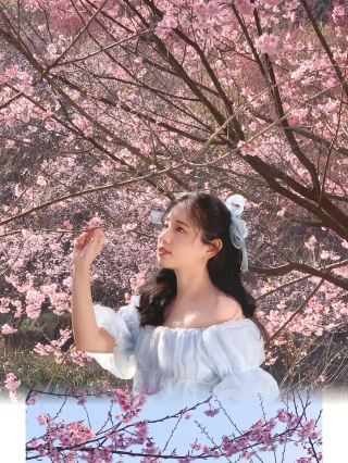 宜春明月山の桜鑑賞ガイド 少女心が爆発