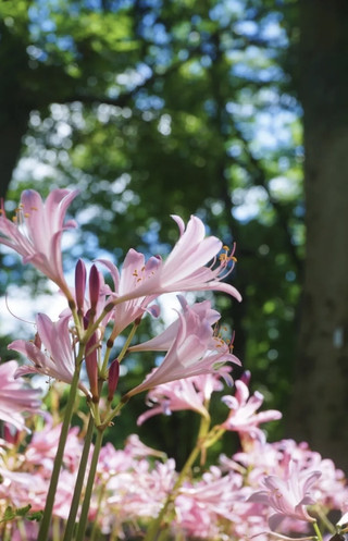 Take stunning photos for free at Shanghai Botanical Garden