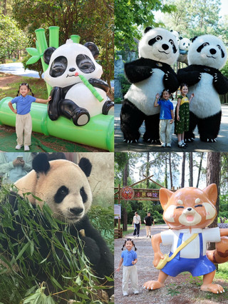 No need to travel all the way to Chengdu! Watch giant pandas eat mooncakes at the Bamboo Expo Park this Mid-Autumn Festival