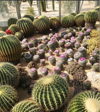 Be like a cactus: resilient, adaptable and able to bloom even in the harshest conditions.
'Prickly but thriving'
Shanghai Chenshan Botanical Garden is a major botanical garden in Songjiang District, Shanghai. It is located within the Sheshan National Tourist Resort and was jointly established by the Shanghai Municipal Government, the Chinese Academy of Sciences, and the National Forestry and Grassland Administration.
🌿 Core Facts
· Scale & Status: It spans 207 hectares and is a comprehensive botanical garden integrating scientific research, science popularization, and tourism. It was designated as a national-level botanical garden in 2026.
· Plant Collection: It houses over 10,000 species (including varieties). It focuses on collecting native plants from East China and the Yangtze River Basin, and has established several national germplasm banks for groups like Lamiaceae, ferns, and lotus.
· Key Attractions: The Quarry Garden is a highlight, transformed from a century-old abandoned stone quarry into a stunning landscape that has won international awards. The Exhibition Greenhouse complex is one of the largest in Asia, featuring tropical flowers, succulents, and rare plants.